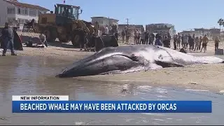 Beached Whale May Have Been Attacked By Orcas