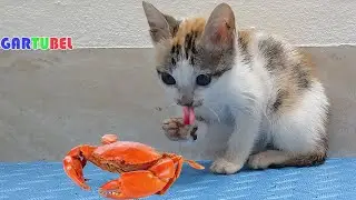 Cutes Kitten Eating Field Crab For The First Time - Cute Cats With Interesting Meal - Cat Fun Videos