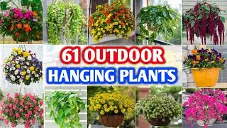 61 Best Outdoor Hanging Plants | Outdoor Hanging Basket Plants | Plant and Planting