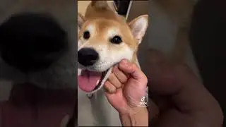 Dog Owner ABUSES his Shiba Inu