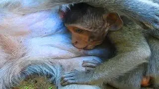 Little boy timo🐒 need mom to help after play and tired / Monkey Post