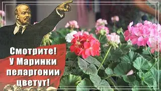 Показываю свои герани. Пеларгонии из семян цветут