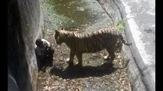 When Zoo Animals Attack Compilation part 2
