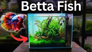 I Made an Aquarium For a STUNNING Betta Fish, Here's How!