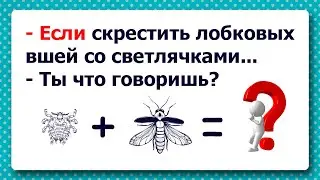 Анекдот на Ночь! Анекдот про лобковых вшей и Вовочку!