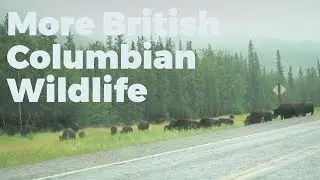 Amazing Beautiful drive through British Columbia - Travel Vlog Day #16