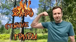 ЖАРА жарой,а ГРИБЫ по расписанию! Урожай прет! Грибник НЕ ОЖИДАЛ найти столько грибов в такую жару!