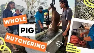 🐷 WHOLE PIG BUTCHERING 🐖 with another Homestead 🧑‍🌾 tips & tricks we've learned along the way.