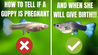 How To Tell If My Guppy Is Pregnant And When She Will Give Birth **SIMPLE AND EASY METHODS**