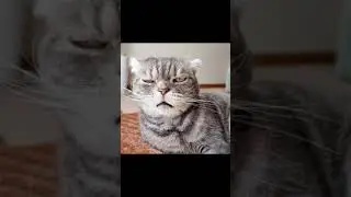 Смешные коты #7