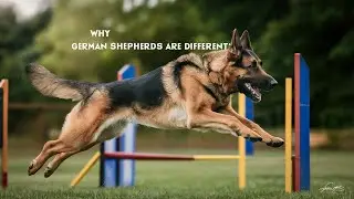 Why GERMAN SHEPHERD are Most Reliable Breed | Dog Trainer Honest Review