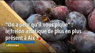 "On a peur qu'il nous pique" : sur ce marché aixois, le frelon asiatique serait de plus en plus ...