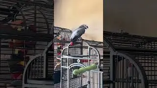 My African Grey says I beat him!! 😳