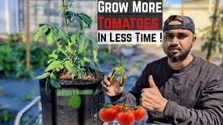 How to Prune Tomato Plants for Faster & Maximum Yield in Less Time #tomato #gardening #garden