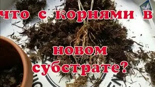 ОРХИДЕИ.  Дендробиум, пересадка, субстрат