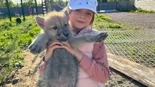 Новый житель в парке волков-Морошка❤️‍🔥🐺