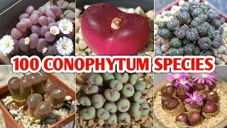 100 CONOPHYTUM SPECIES | Plant and Planting