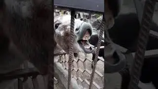 Осел ржет и ест в загоне, donkey neighs. Смешные животные в зоопарке