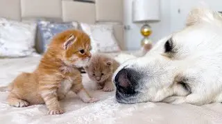 My Dog ​​Was Attacked by Tiny Kitten with Love [Cuteness Overload]