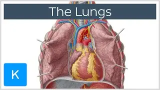 Lungs: Definition, Location & Structure - Human Anatomy | Kenhub