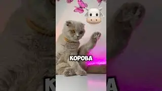 Пишите свой ответ в комментарии! 🤭 #tiktok #cat #котики #кот