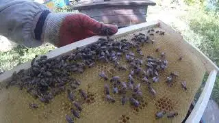 Beekeeping for beginners/Проверка семей на объединение и приём матки.