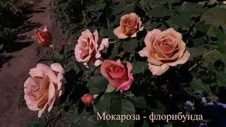 ✿➽ Один день из жизни розы Мокароза 17.08.22