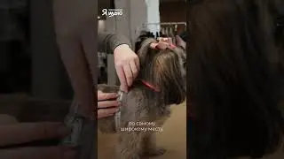 Как снять мерки с собаки | Журнал 