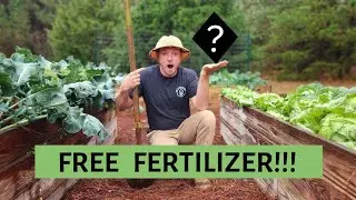 1,000,000,000 lbs. Wasted Annually! |STOP Throwing Away Free Fertilizer!|