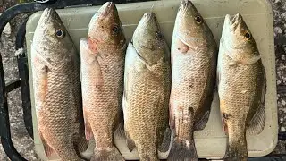 Catching jumbo snappers from shore in Florida keys using live bait.