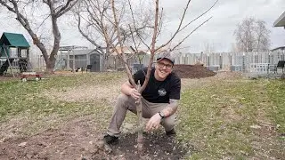 We Dug Up And Moved Our Peach Tree… Here’s How!