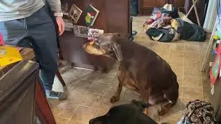 Funny Doberman tricks