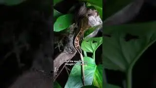 they thought this animal was extinct