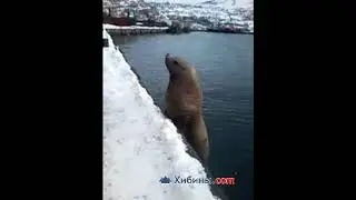 Наглый тюлень в Мурманске