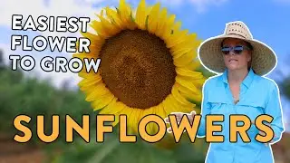 Everything You Need To Know To Grow Sunflowers From Seed To Harvest