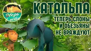 Катальпа - дерево с большими листьями