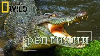 Рептилии охотники. Мир природы, дикие животные. 