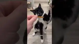 ТРАВМЫ КОТА БЕЗ МОЗЖЕЧКА 
