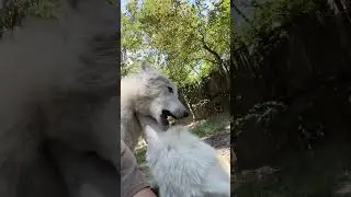 No better place in the enclosure to wrestle than right on top of me. Haha.