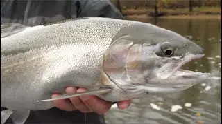 Michigan Fall Steelhead Fishing - Discovering New Waters