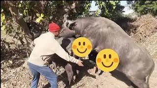 आज हमारी भैंस को दुध की करवाई ।