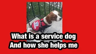 What is a Service Dog and how to register your dog to become one