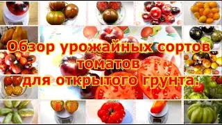 Обзор урожайных сортов томатов для открытого грунта