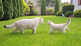 Pikachu is having fun with his little brother on a green lawn 😄