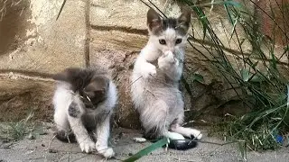 Kittens Play Without A Mother Cat.