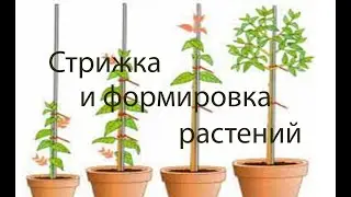 Обрезка растений как стимулятор роста  (часть 1)