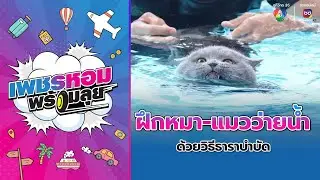 ฝึกน้องหมา-น้องแมวว่ายน้ำ ด้วยวิธีธาราบำบัด | เพชรหอมพร้อมลุย