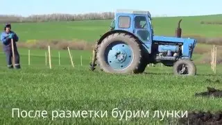 Посадка саженцев яблони.Закладка нового яблоневого сада.КФХ ,Хвалынск ,Саратовская область.