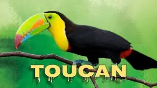 Keel-billed toucan sound