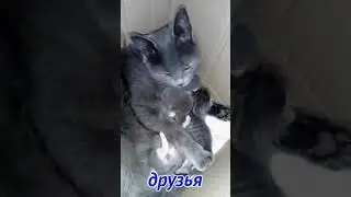 Друзья пушистики. Кошкосемейство.